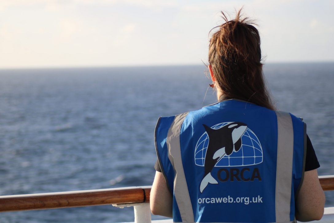 ORCA team - wildlife from deck